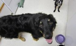 Breed: German Shepherd Dog Border Collie
 
Age: Adult
 
Sex: F
 
Size: L
This sweet girl came to the rescue because her owner was diagnosed with cancer. She has been a mainly outside dog for the last year, but came into the house as though she had been in