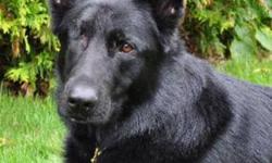 Breed: German Shepherd Dog
 
Age: Adult
 
Sex: F
 
Size: L
Please see our website for more information.
GSDRescue@shaw.ca
www.gsrbc.com
img border=""0"" src=""http://members.shaw.ca/gsdrescue/stonehome.gif"" width=""120"" height=""80"">
 
View this pet on
