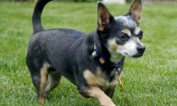 Breed: Chihuahua
 
Age: Adult
 
Sex: F
 
Size: S
ADOPTION FEE APPLIES
Age: Approximately 4 years
Sex: Female
Weight: 6.5 lbs
Breed: Chihuahua (Black with tan and silver markings)
Foster Home Location: Omemee/Peterborough
Adoption Fee: $375
Temperament: