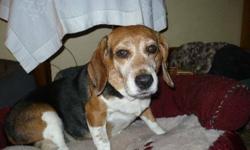 Breed: Beagle
 
Age: Adult
 
Sex: F
 
Size: M
ADOPTION FEE APPLIES
Name of Dog - Honey
Breed - Beagle
Age - approximately 8 years
Origin - Hillside Kennels, Chatham area
Temperament: Sweet and gentle
Adoption Fee: $300.00
Tag # 1072
And now a few words