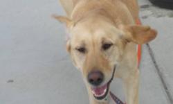 Breed: Labrador Retriever
 
Age: Adult
 
Sex: F
 
Size: M
To find out more about Sadie, Oops-a-Dazy Rescue and our adoption policies and processes or how you can help us rescue more animals, please visit our home website!
Please Note: we are unable to