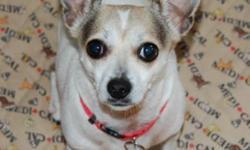 Breed: Chihuahua
 
Age: Adult
 
Sex: F
 
Size: S
Lilly is one of two 5-year-old Chihuahua sisters born in August 2006 who were surrendered to Kiko because their owner no longer had time for them. Weighing in at about 10 pounds, Lilly is the more