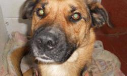 Breed: Mastiff German Shepherd Dog
 
Age: Adult
 
Sex: F
 
Size: M
Lexi came to us after her previous home was moving and could not keep her. She was originally found as a stray in Grand forks. She is a very loving dog with a very sweet personality. Lexi