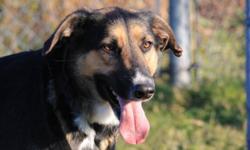 Breed: Shepherd
 
Age: Adult
 
Sex: F
 
Size: L
Sweet dog...great personality and she has lots of potential.. Come on in and check her out...
 
View this pet on Petfinder.com
Contact: Cape Breton SPCA | Sydney, NS