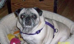 Breed:  Pug
 
Age:  7-8 yrs old
 
Sex:  F
 
Size:  S
 
Holly is a 7-8 year old female pug who is spayed. She has also had her nares and pallet corrected 4 years ago. Holly is a former breeding dog that was retired 4 years ago when she came into Manitoba