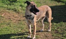 Breed: Shepherd
 
Age: Adult
 
Sex: F
 
Size: L
Very nice female mix.. Nice personaltiy very playful and lots of energy looking for a good home...would make a great country dog, excellent dog for walking..just needs some love...Come on in and check her