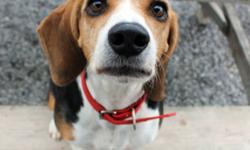 Breed: Beagle
 
Age: Adult
 
Sex: F
 
Size: M
Sady: 5 year old Beagle, female
I am a very friendly girl who is great with people and other dogs! I am active and playful, but I do need to lose some weight and get my figure back!
I was surrendered to the