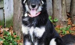 Breed: Shepherd Husky
 
Age: Adult
 
Sex: F
 
Size: L
Shanna is a gorgeous girl who just arrived on Saturday night from Mercer County Pound in Ohio. She was an owner surrender there when he owner no longer wanted her and when the pound ran out of space,