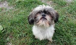 Breed: Shih Tzu
 
Age: Adult
 
Sex: F
 
Size: S
Chelsea: 3 year old Shih Tzu, female
I am a cute, tiny little girl who recently gave birth to a litter of puppies - they have all found their forever homes, and now I'm ready to find mine!
I am extremely