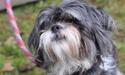 Breed: Shih Tzu
 
Age: Adult
 
Sex: F
 
Size: S
Miss Queenie Bee is all that and a bag of chips! This SUPER happy little gal is not to be missed! If you walk up to her kennel and pay attention to her, she is all wags and barks for attention. The "demand"