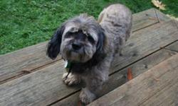 Breed: Shih Tzu Poodle
 
Age: Adult
 
Sex: F
 
Size: S
My name is Kiki and I am part Shih Tzu and maybe part Poodle? or maybe I have a bit of Spaniel too? I am excellent with cats, most other dogs and good with children.....I am up to date with all my