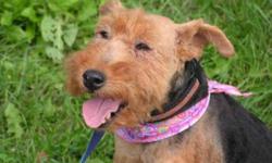 Breed: Welsh Terrier
 
Age: Adult
 
Sex: F
 
Size: S
Meet the lovely Brenna, an unbelievably sweet Welsh Terrier born around 2003. She had belonged to a backyard breeder but was no longer useful for producing puppies. Despite how she spent most of her