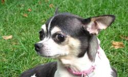 Breed: Chihuahua
 
Age: Adult
 
Sex: F
 
Size: S
Yanka is a 3-4 year old chihuahua. She is a bit nervous with new people at first, but warms up quickly and loves to cuddle. She is good with other dogs and cats. She has been spayed, vaccinated,