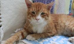 Breed: Domestic Medium Hair
 
Age: Adult
 
Sex: M
 
Size: M
Hi there!
When I came to the shelter I was very beat up and hungry. But the vet checked me all out and said I just needed some time to heal up and some good food and a nap! Now I am right as rain