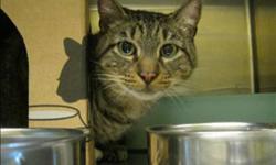Breed: Domestic Short Hair
 
Age: Adult
 
Sex: M
 
Size: M
Primary Color: Brown Tabby
Secondary Color: Black
Age: 6yrs 0mths 0wks
Animal has been Neutered
 
View this pet on Petfinder.com
Contact: BC SPCA - Maple Ridge Branch | Maple Ridge, BC