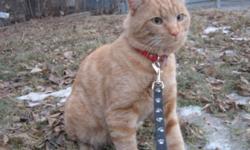Breed: Domestic Short Hair-orange Tabby - Orange
 
Age: Adult
 
Sex: M
 
Size: L
Reggie is a 2 year old neutered male. He is very talkative and absolutely LOVES attention and hugs. He is the best cuddler and would love to have a comfy chair or a