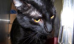 Breed: Domestic Short Hair
 
Age: Adult
 
Sex: M
 
Size: M
Panther is a nice, affectionate, and sweet cat. Who loves to be the center of attention!
Primary Color: Black
Age: 3yrs 0mths 3wks
 
View this pet on Petfinder.com
Contact: Vernon & District BC