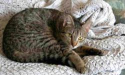 Breed: Tabby - Brown Domestic Short Hair - brown
 
Age: Adult
 
Sex: M
 
Size: M
Monkey is one of five that were born to April. April and one of the kittens (now an adult) were adopted. April had had five litters and the 'farmer' drowned them all. She was
