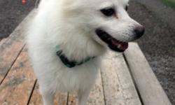 Breed: American Eskimo Dog
 
Age: Adult
 
Sex: M
 
Size: S
Polak: 5 year old American Eskimo, male
I am a happy little man who has a hard time sitting still! I just love to run and sniff and play and bark and ... well, you get it. I am an active boy who