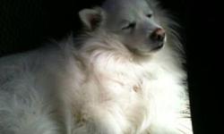 Breed: American Eskimo Dog
 
Age: Adult
 
Sex: M
 
Size: M
Powder is a 40 lb approx 3-5 yrs old American Eskimo. Powder is affectionate, eager to please, and a quick learner.
 
 
Powder does have a bite history - however it is fear based and not