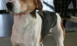 Breed: Hound
 
Age: Adult
 
Sex: M
 
Size: M
Ben is a 4 year old Hound and is black, white and brown in colour. Neutering pending.
 
View this pet on Petfinder.com
Contact: Shelter of Hope Animal Services | Cobourg, ON