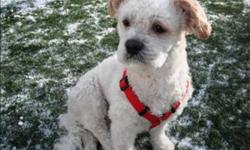 Breed: Bichon Frise Poodle
 
Age: Adult
 
Sex: M
 
Size: M
Primary Color: White
Secondary Color: Tan
Weight: 9.6
Age: 3yrs 0mths 0wks
Animal has been Neutered
 
 
I am available for adoption at the Red Deer & District SPCA.
 
View this pet on