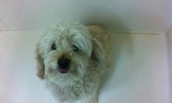 Breed: Bichon Frise Poodle
 
Age: Adult
 
Sex: M
 
Size: S
LUIGI - HIS SHELTER GIVEN NAME WAS FOUND ON NOVEMBER 1, 2011. LUIGI WAS BROUGHT TO THE LETHBRIDGE ANIMAL SHELTER. LUIGI IS AVAILABLE FOR ADOPTION.
 
View this pet on Petfinder.com
Contact: