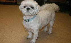 Breed: Bichon Frise Shih Tzu
 
Age: Adult
 
Sex: M
 
Size: S
Cody is a 7 yr old Bichon Shih Tzu cross who was brought back to the shelter. Cody can be sweet most of the time but does have an aggressive streak. Cody was brought back by the person who