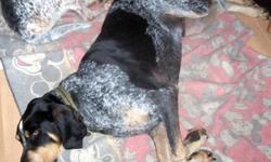 Breed: Bluetick Coonhound Coonhound
 
Age: Adult
 
Sex: M
 
Size: L
Please contact Jean (houndrescue@yahoo.ca) for more information about this pet.
 
 
I am a big, handsome, great guy!  I also graduated from the beginner obedience class!  You should meet