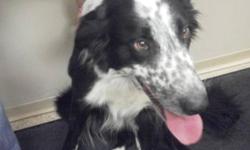 Breed: Border Collie
 
Age: Adult
 
Sex: M
 
Size: L
PHAROH - HIS SHELTER GIVEN NAME, WAS FOUND ON SEPTEMBER 12, 2011 AROUND THE PHEASANT ROAD IN NORTH LETHBRIDGE. PHAROH WILL BE AVAILABLE FOR ADOPTION IF HIS OWNER'S DO NOT CLAIM HIM BY SEPTEMBER 15,