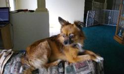 Breed: Chihuahua Pomeranian
 
Age: Adult
 
Sex: M
 
Size: M
ADOPTION FEE APPLIES
Age: 3 years old
Breed: Chi/Pom Mix
Sex: Male
Adoption Fee: $375.00
Good with Dogs: Yes
Good with Kids: Yes
Good with Cats: Yes
Origin: Owner Surrender
And now a few words