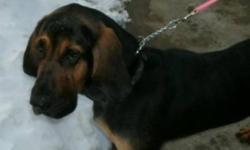 Breed: Bloodhound
 
Age: Adult
 
Sex: M
 
Size: L
FOSTER OR FOREVER HOME NEEDED!
Cody and Stephanie (who you can see on our website) lost their home through no fault of their own. Unfortunately their previous owner lost his home and is living in his van