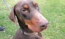 Breed: Doberman Pinscher
 
Age: Adult
 
Sex: M
 
Size: L
Keon is a 3 year old and very active. He is great with other dogs and has lived with cats. He will need an owner who has the time to exercise him. In return Keon will cuddle with you. Please contact