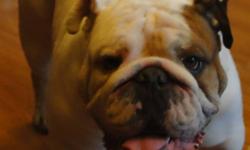 Breed: English Bulldog
 
Age: Adult
 
Sex: M
 
Size: M
Samson is a 2 year old English Bulldog. Samson was purchased by a family who had no experience or knowledge of the breed and 6 other dogs. Samson was fine with his female canine pack members but was