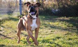 Breed: Boxer
 
Age: Adult
 
Sex: M
 
Size: L
Beauty boxer..big power house dog...great shape.. needs some training..check him out..
 
View this pet on Petfinder.com
Contact: Cape Breton SPCA | Sydney, NS