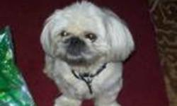 Breed: Pekingese Shih Tzu
 
Age: Adult
 
Sex: M
 
Size: S
Update June 16/11
This man is doing very well in foster care he isawesome with kids that are over 10yrs old as he does not like to be over man handled. He is great with all dogs he meets and cats!