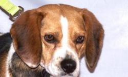Breed: Beagle
 
Age: Adult
 
Sex: M
 
Size: M
Please meet Presley, an adorable little Beagle who is looking for a second chance on a forever home. He is just as cute as can be and although a little timid at first, he warms up quickly once he learns he can