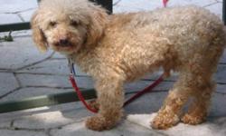 Breed: Poodle
 
Age: Adult
 
Sex: M
 
Size: S
Poodle
 
 
ADOPTION FEE APPLIES
Age: 7Sex: Male, neuteredWeight: 7 poundsBreed: Toy Apricot PoodleFoster Home Location: London, OntarioAdoption Fee:  $300.00Temperament: Very sweet but extremely timidGood with