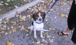 Breed: Beagle
 
Age: Adult
 
Sex: M
 
Size: M
This is a courtesy post.
For more information, please contact us at 905-263-8247
 
 
 
Please note that the animals in our program are available for adoption only to individuals located in the Region of Durham