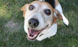 Breed: Beagle
 
Age: Adult
 
Sex: M
 
Size: M
ADOPTION FEE APPLIES
Age: 5 years old
Sex: Male
Weight: 30lbs
Breed: Beagle, Mix
Foster Home Location: Peterborough, ON
Adoption Fee: $375
Temperament: Sweet and playful
Dogs: Yes
Cats: Yes
Kids: Older