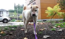 Breed: Shar Pei
 
Age: Adult
 
Sex: M
 
Size: M
UPDATE! Pete has now been pulled from the Burnaby SPCA and is in a loving foster home. Pete had a vet visit first and then a nice bath and he is already feeling better! Pete is such a sweet boy, he was great