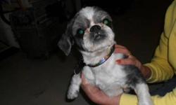 Breed: Shih Tzu
 
Age: Adult
 
Sex: M
 
Size: S
My name is Ace, I am a Shih Tzu, male about 2 years old, I am white with black markings. I was found in my carrier by the side of the highway by Midale by two men, they brought me here...I was an awful mess