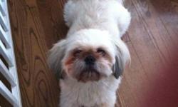 Breed: Shih Tzu
 
Age: Adult
 
Sex: M
 
Size: S
Rocky was born April 2010. Rocky has lived with other dogs, and has not problems with cats. He is good with kids as well. Rocky love to cuddle with people and loves his walks. He will benefit from a house