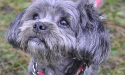 Breed: Shih Tzu Poodle
 
Age: Adult
 
Sex: M
 
Size: S
Gumball is looking all cute now that he's had a professional haircut! This little guy came in quite matted all over, so we're sure he's happy to be with us at the shelter. He is a very quiet natured