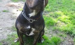 Breed: Staffordshire Bull Terrier
 
Age: Adult
 
Sex: M
 
Size: M
Rex is an extremely friendly, loving, and playful dog. He absolutely loves people and from what our dog walkers can tell he has not shown much prey drive. However Rex has shown a little too