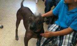 Breed: Xoloitzcuintle (Mexican Hairless)
 
Age: Adult
 
Sex: M
 
Size: M
Our volunteer foster homes are located throughout the U.S. and Canada.
Please read our main web page(see link below)
to find out about our adoption procedures and fees before making