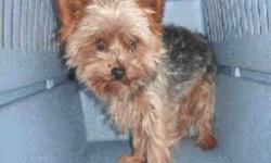 Breed: Yorkshire Terrier Yorkie
 
Age: Adult
 
Sex: M
 
Size: S
ADOPTION FEE APPLIES
Age: 5 years old
Sex: Male
Weight: 5 1/2 pounds
Breed: Yorkie
Foster Home Location: Ottawa ON
Adoption Fee: $375.00
Temperament: Very sweet, shy, submissive
Dogs: Yes,