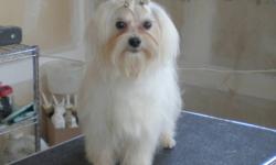 DOWN SIZING BREEDING KENNEL
FEMALE AND MALE ADULT MALTESE
WHITE COATS  GREAT TEMPERMENTS  ALL VACCINES AND DE-WORMED  NON SHEDDING AND HYPO ALLERGENIC.  GREAT COMPANIONS