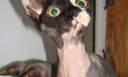 We have 3 adult sphynx cats for sale. They were part of a registered sphynx breeding program that has since ended and we are now looking to find good, loving homes for them all.
"Ali" and "Christy" are sisters from the same litter, born May 10, 2009.