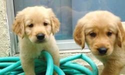 Quality AKC/CKC Registered golden retriever puppies.Parents are here and are both a lighter shade of golden.They are AKC / CKC Registered and OFA Hip certified and in super good health.Neither has had and previous history of hip.heart,or eye problems.
Our